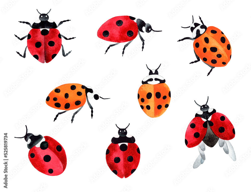 Fototapeta premium Hand painted watercolor illustration big set with red and yellow ladybugs. Isolated objects on transparent background.