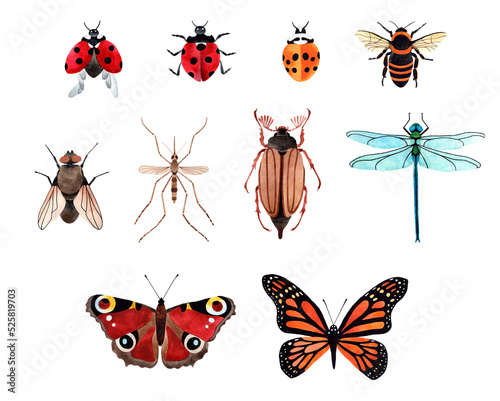 Hand painted watercolor illustration set with Butterfly, Ladybug, Dragonfly, Fly, Honey Bee, May Bug; Mosquito. Watercolour insects top view Isolated on transparent background.