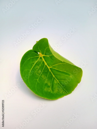 leaf from mangkok plant  photo
