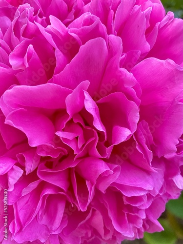 Pink peony texture close-up. Flower pattern, peony flower festive background, pastel and soft floral card. © Albina