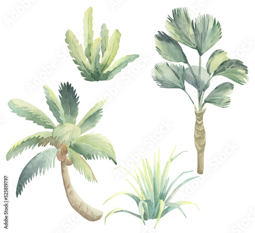 Vegetation of Australia. Palms. Australian palms. Watercolor painted.
