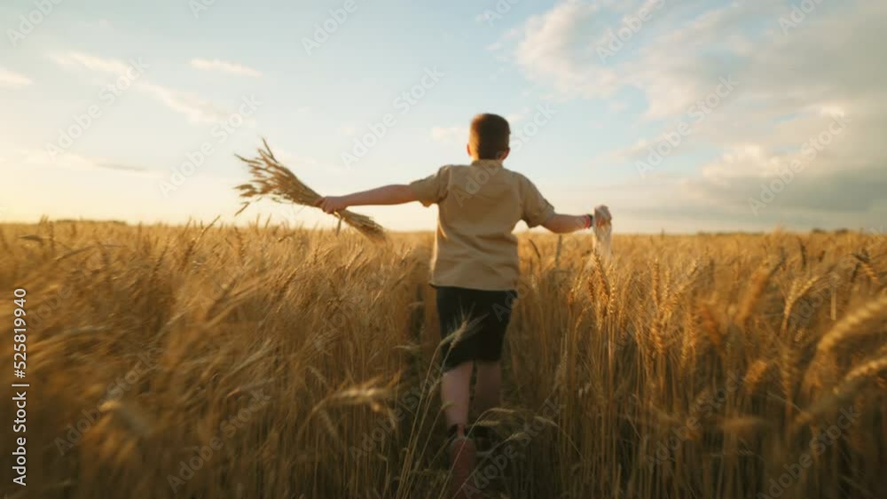 little boy is running on golden rye field, carrying ears and string bag with bread, rear view, slow motion shot little boy is running on golden rye field, carrying ears and string bag with bread, rear view, slow motion shot