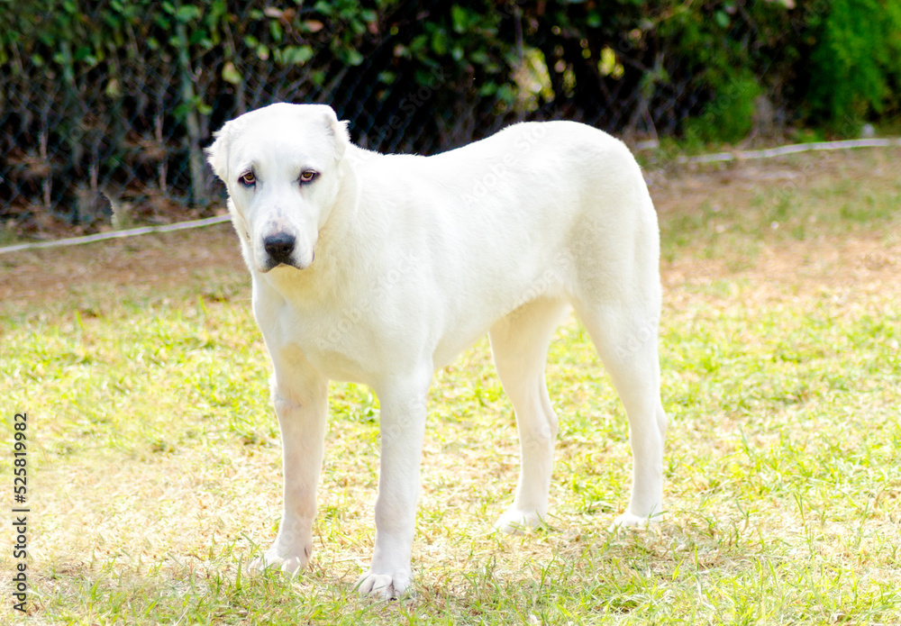A big white Central Asian Shepherd Dog (aka ovcharka) with cropped ears standing on the grass outside looking sad A big white Central Asian Shepherd Dog (aka ovcharka) with cropped ears standing on the grass outside looking sad