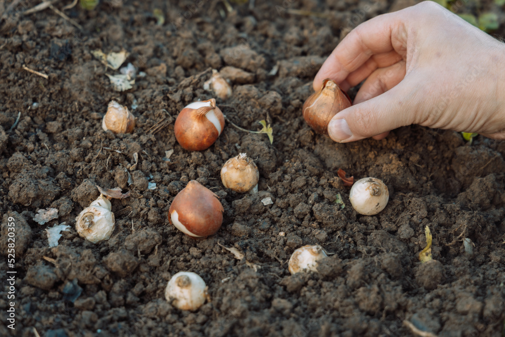 hands holding tulip bulbs before planting in the ground hands holding tulip bulbs before planting in the ground