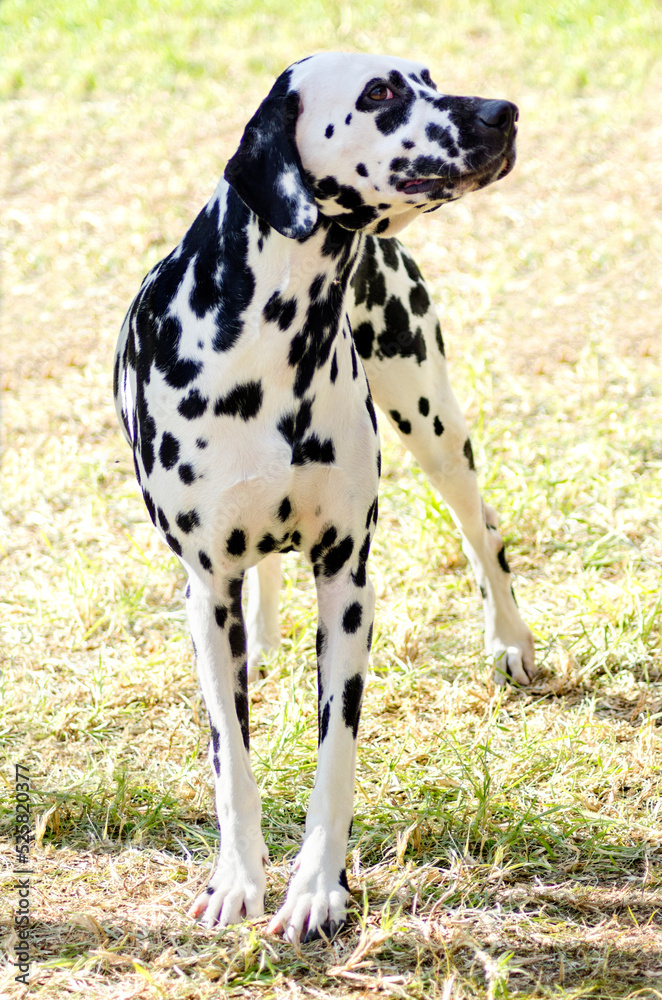 A young dalmatian dog standing outside on the grass.