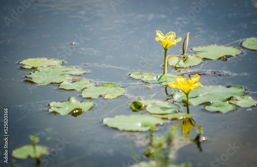 Yellow water lily flowers grow on water. Water lily leaves with small yellow flowers on the surface of the lake.