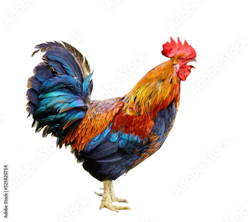 Slika na platnu Colorful Rooster isolated on a white background