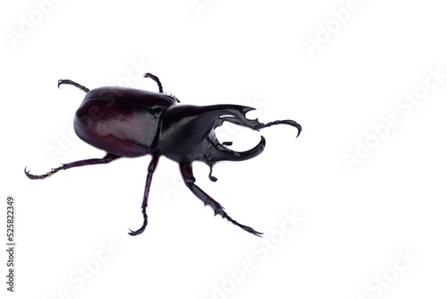 Male Hercules beetle bug  or  Dynastinae  Rhinoceros Beetle isolated on white background. Concept : wildlife animal. Fighter insect in rainy season ,Thailand.    © Sanhanat