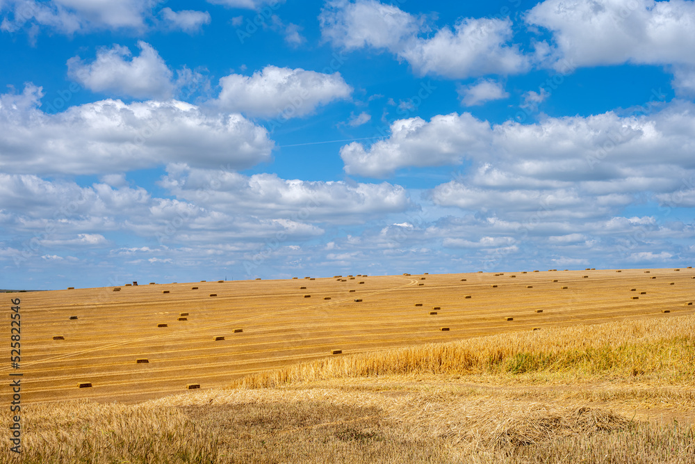 View of a cereal field with square straw bales in the South Downs National Park, East Sussex, England View of a cereal field with square straw bales in the South Downs National Park, East Sussex, England