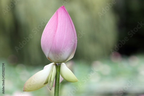 Nelumbo nucifera