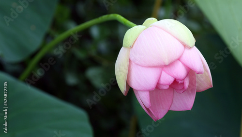 Nelumbo nucifera