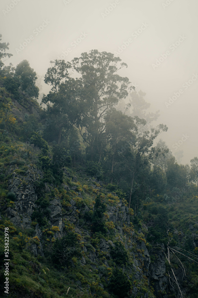 Beautiful scenery of forests in foggy weather during a summer day in Madeira, Portugal. Madeira is a great destination for hiking and outdoor activites.