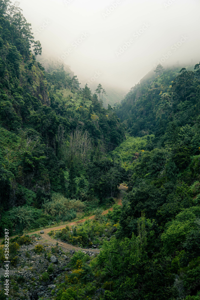 Beautiful scenery of forests in foggy weather during a summer day in Madeira, Portugal. Madeira is a great destination for hiking and outdoor activites.