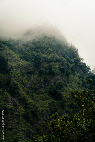 Beautiful scenery of forests in foggy weather during a summer day in Madeira  Portugal. Madeira is a great destination for hiking and outdoor activites.