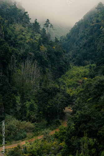 Beautiful scenery of forests in foggy weather during a summer day in Madeira  Portugal. Madeira is a great destination for hiking and outdoor activites.