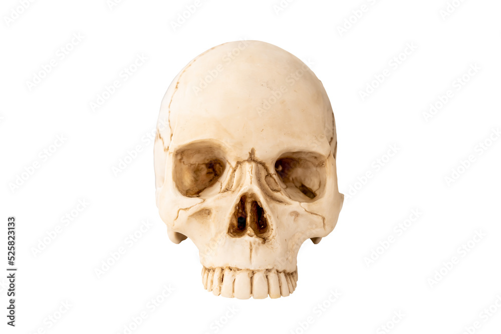 Human skull on Isolated white Background. The concept of death, horror. A symbol of spooky Halloween.
