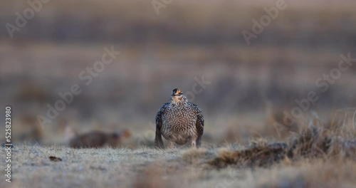 Fire Grouse on lek waiting for a competitor to enter its territory photo