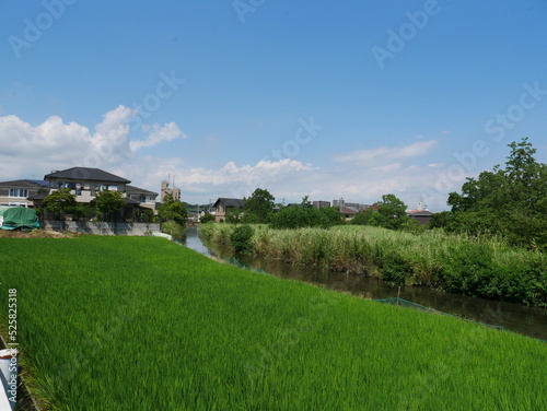 田んぼに囲まれた用水路