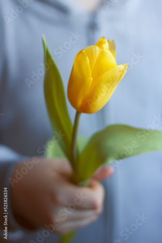 The boy holds a flower in his hand. Yellow Tulip