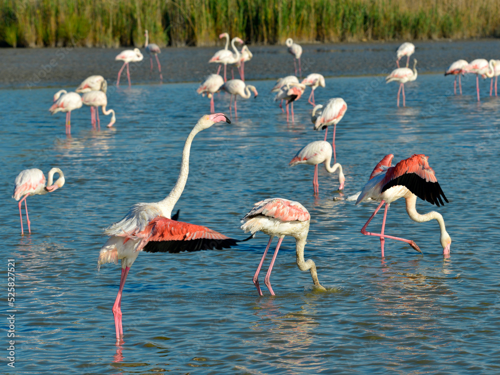 Group of flamingos (Phoenicopterus ruber) in water, in the Camargue is a natural region located south of Arles, France