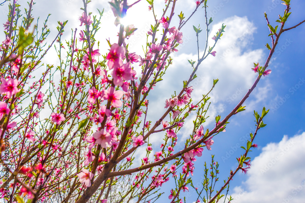 Beautiful bloom pink cherry blossom sakura in spring with clear blue sky and flare of natural light, Beautiful bloom pink cherry blossom sakura in spring with clear blue sky and flare of natural light,