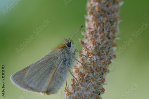 Little orange butterfly a dried plant