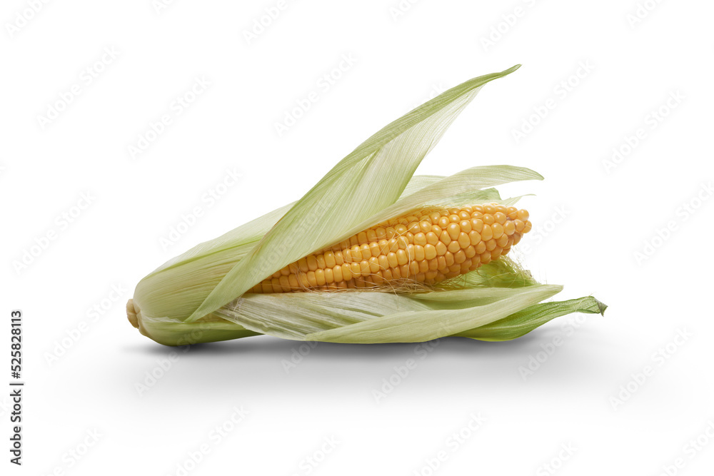 Golden ripe open corn on the cob, sweetcorn, corncob, isolated against a flat background.