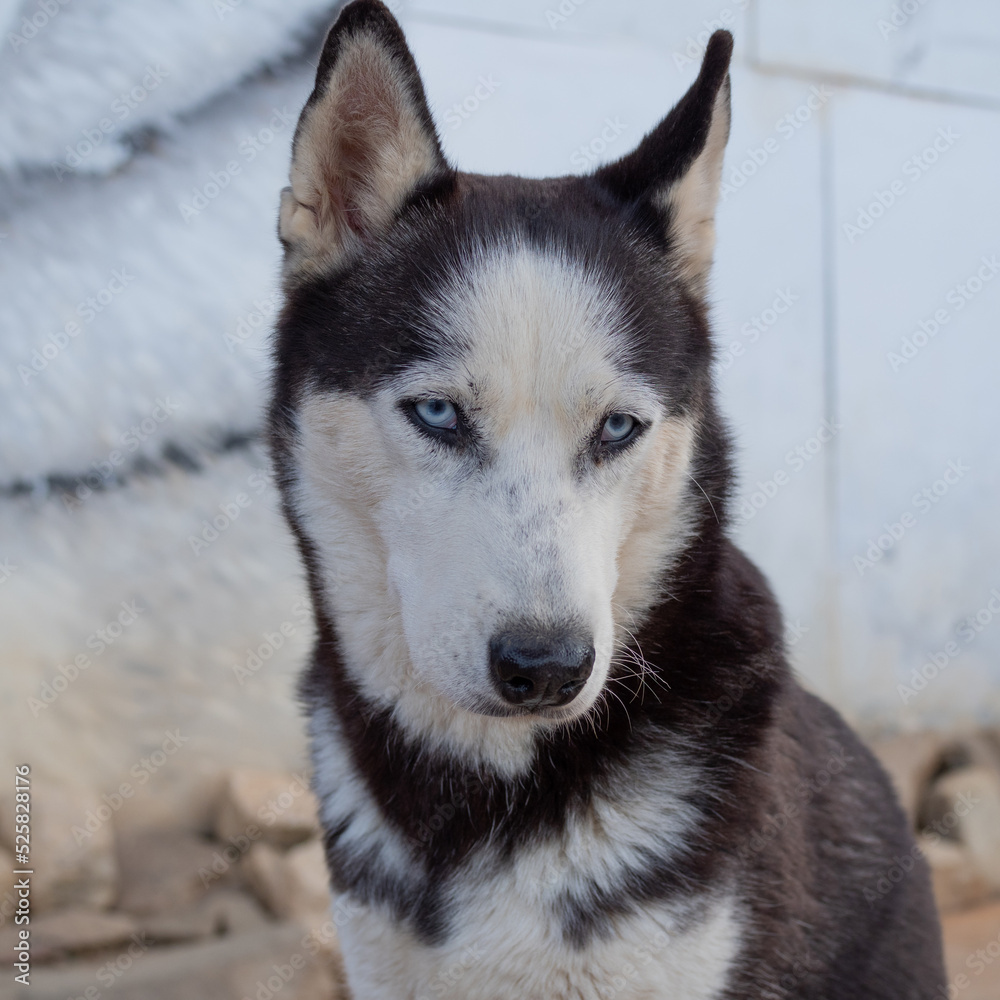 Cute fluffy husky dog in the yard, close-up portrait. Thoroughbred Siberian Husky Cute fluffy husky dog in the yard, close-up portrait. Thoroughbred Siberian Husky