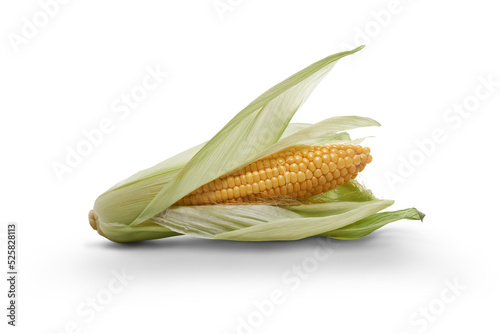 Obraz na płótnie Golden ripe open corn on the cob, sweetcorn, corncob, isolated against a flat background. w salonie