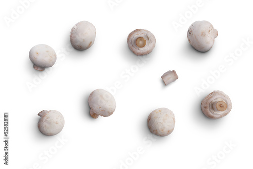 Obraz na płótnie A collection of Champignon, white button mushrooms isolated against a flat background. w salonie