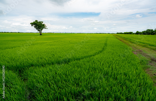 Landscape of green rice field with a lonely tree and blue sky. Rice plantation. Green rice paddy field. Agricultural field. Farm land in Thailand. Land plot. Beauty in nature. Green season.