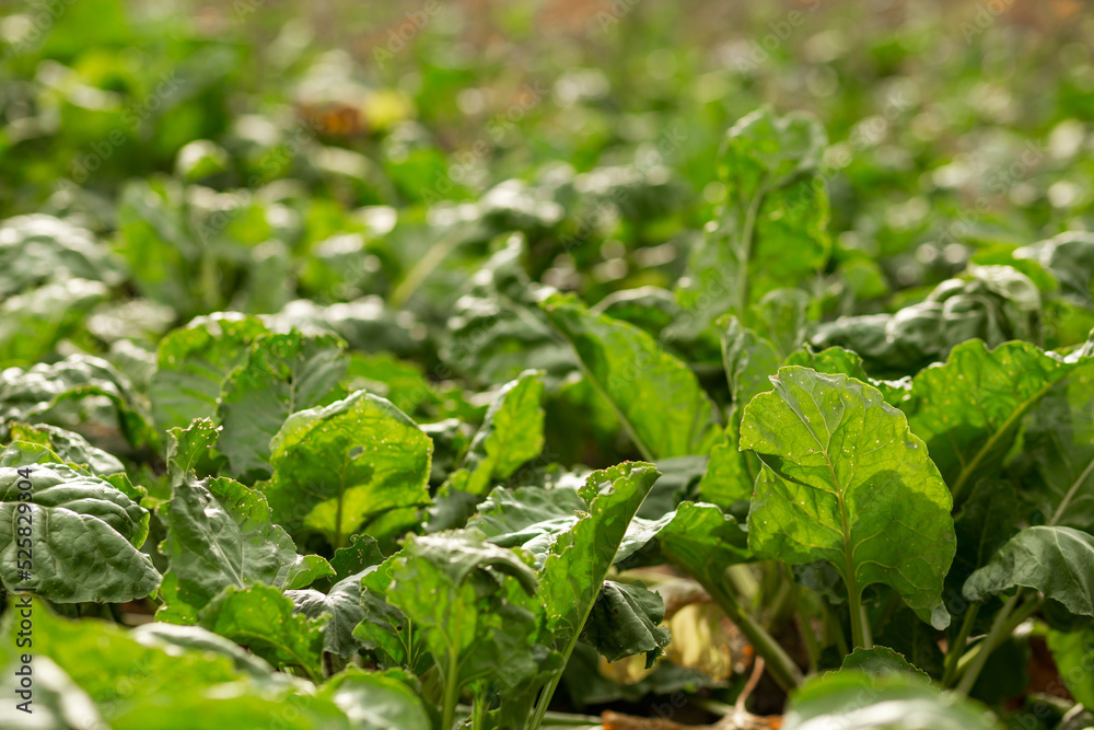 Leaves of red beetroot in the garden. Agriculture, agronomy, industry Leaves of red beetroot in the garden. Agriculture, agronomy, industry