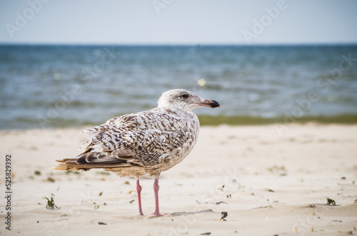 seagull on the beach © Jan M. Schlotterbeck