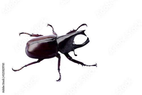 Male Hercules beetle bug  or 
Dynastinae  Rhinoceros Beetle isolated on white background. Concept : wildlife animal. Fighter insect in rainy season ,Thailand.   