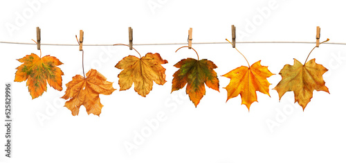 Maple branch hanging on clothesline isolated