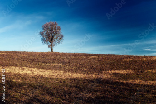 l'albero