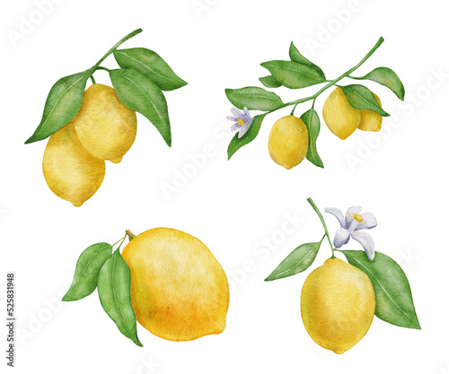 Lemon fruits with leaves and flower watercolor set. Hand draw illustration isolated on white