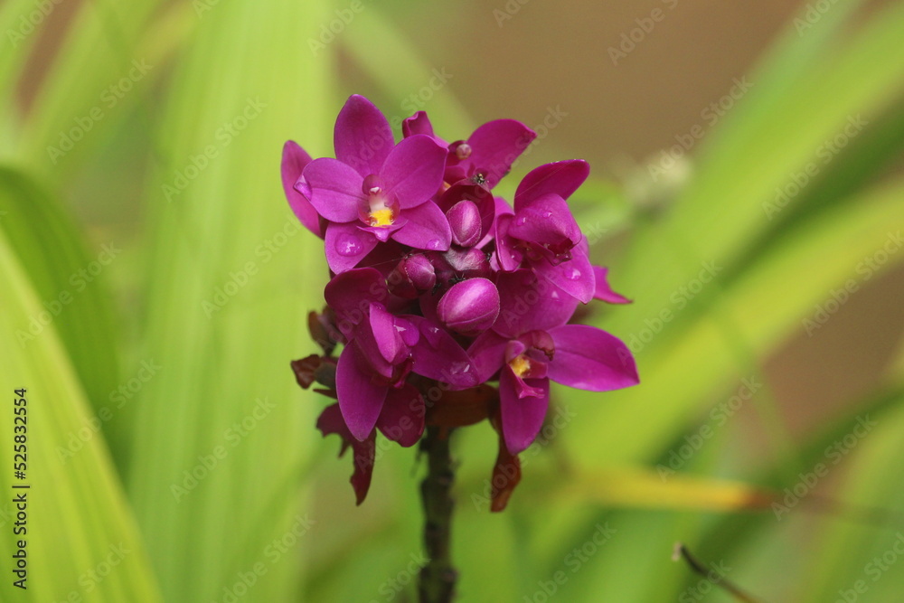 A purple ground orchid flower A purple ground orchid flower