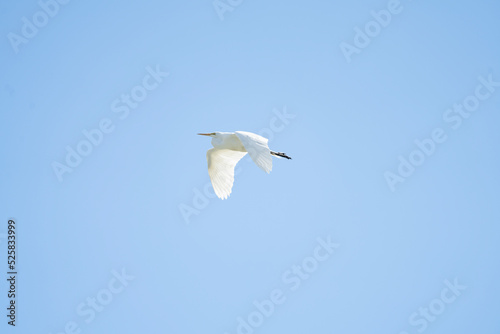 Egret flying in sky