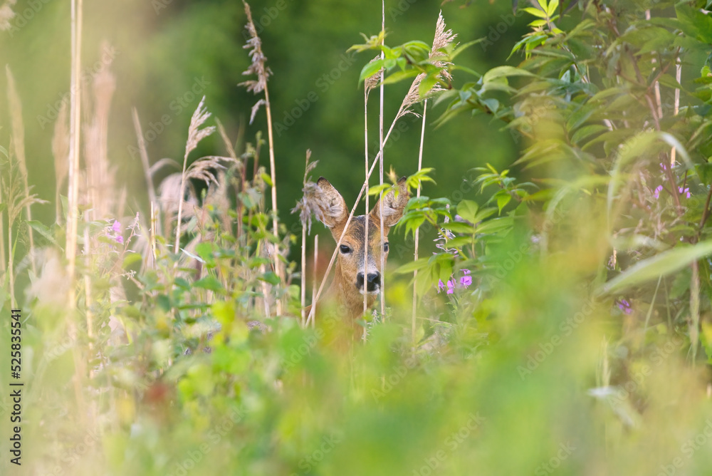 Roe deer (Capreolus capreolus) female peeking behind the reeds.