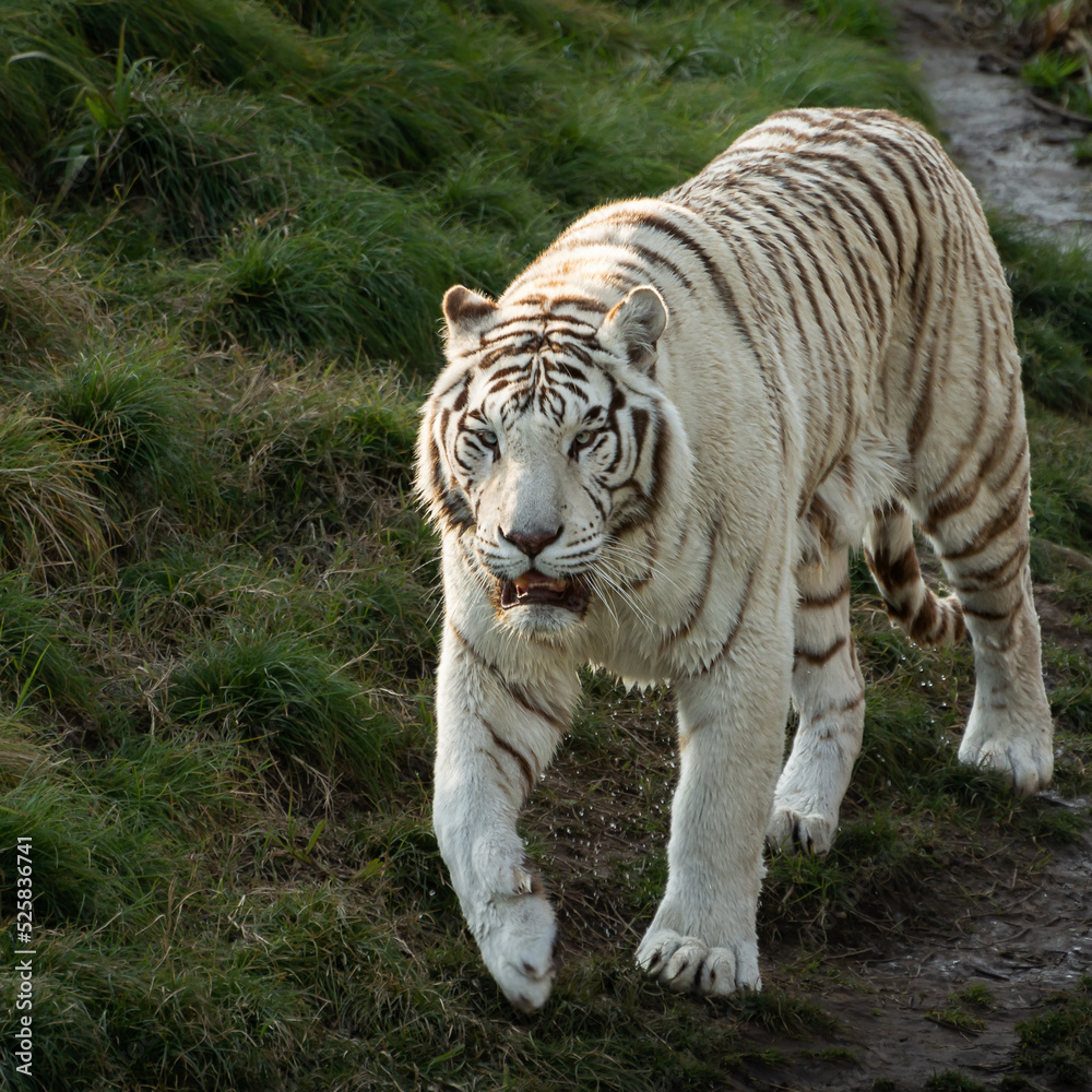 Fototapeta premium Royal Bengal Tiger