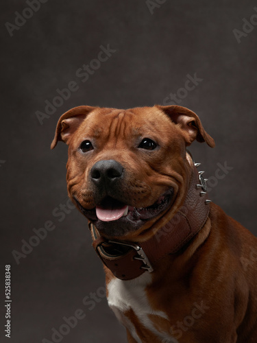 portrait of a beautiful dog on a brown canvas. staffordshire bull terrier. Pet in the studio, artistic photo on the background