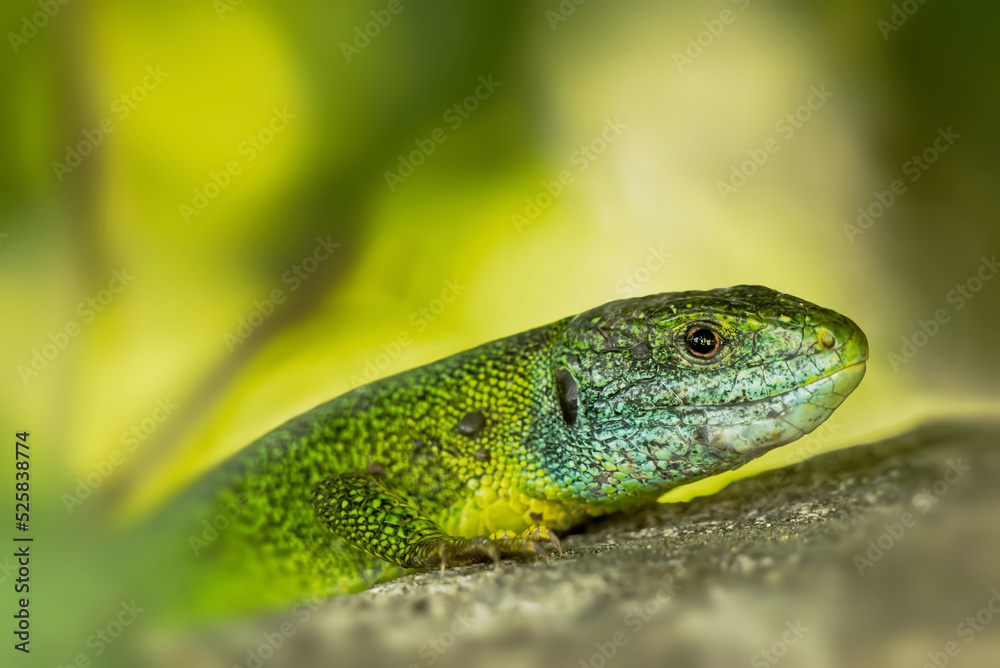 Fototapeta premium Smaragdeidechse