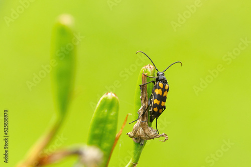 Longhorn beetle (Leptura quadrifasciata) on a plant. © Henri