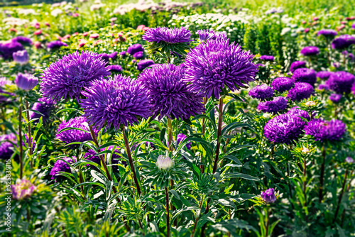 Purple aster flowers on the lawn. Beautiful autumn flowers in sunlight. Side view. photo