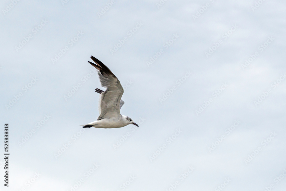 Obraz premium Juvenile Laughing Gull with outstretched wings soaring in an overcast sky; copy space.