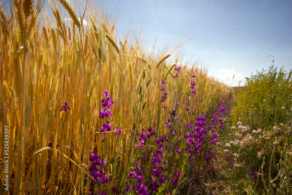 ripe wheats and purple flowers