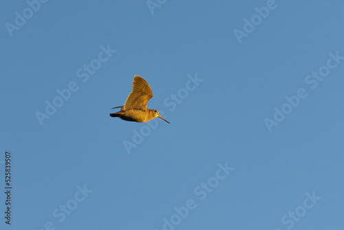 Eurasian woodcock (Scolopax rusticola) flying in the evening.