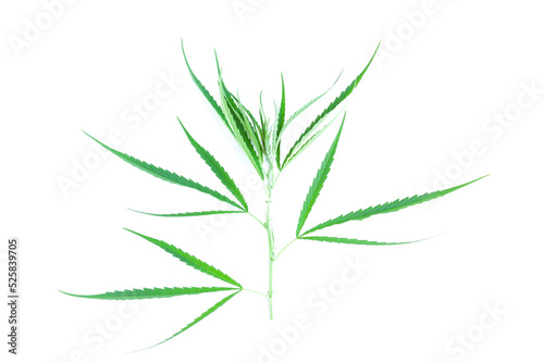 Fresh green cannabis leaves on tree on white background  A peak leaves marijuana  Medical marijuana.