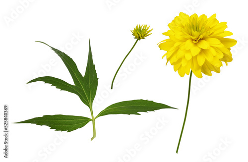 Foto Set of yellow dissected rudbeckia flower leaf and bud isolated